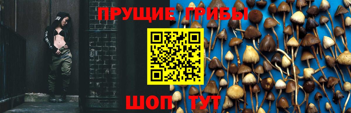 Галлюциногенные грибы Psilocybe Саянск